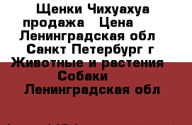 Щенки Чихуахуа продажа › Цена ­ - - Ленинградская обл., Санкт-Петербург г. Животные и растения » Собаки   . Ленинградская обл.